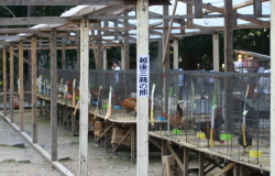 日本鶏品評会（彌彦神社内）