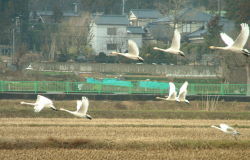 白鳥の飛来 冬期間